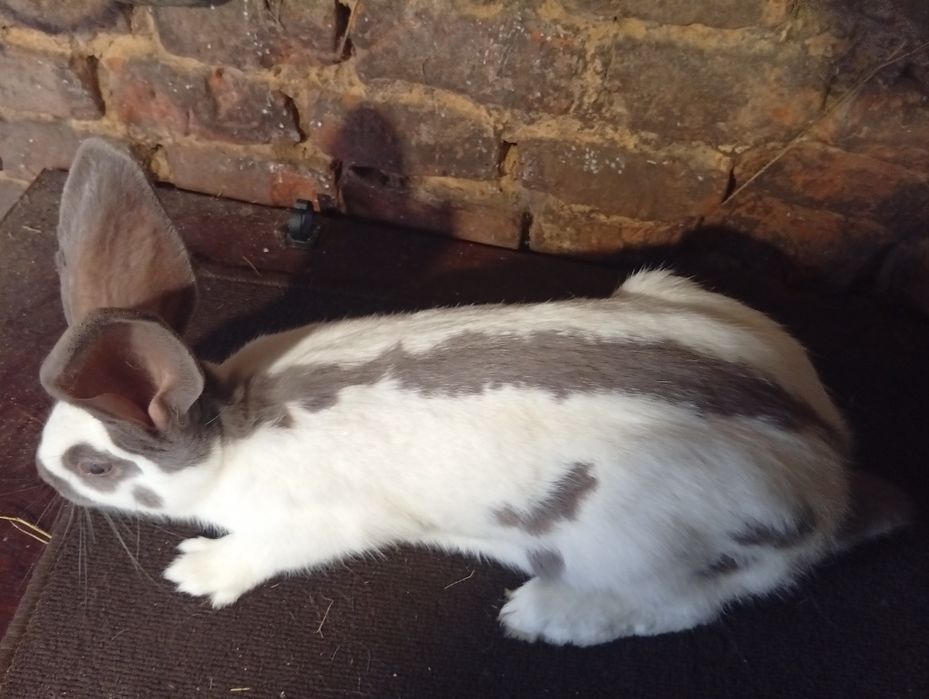 Samica srokacz niemiecki niebieski