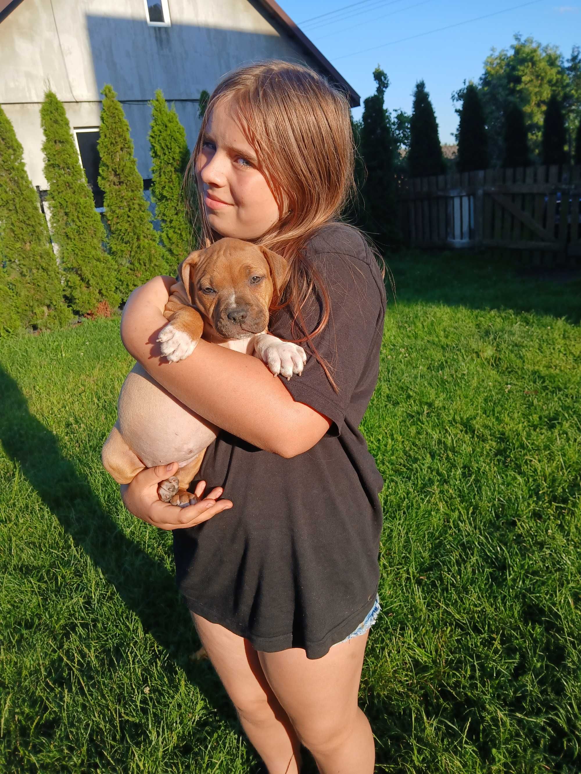 Amstaff szczeniaki. Z rodowodem FCI, Sunia Esha