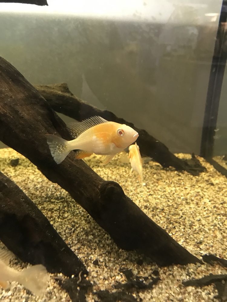 Acarichthys heckelii albino ziemiojady