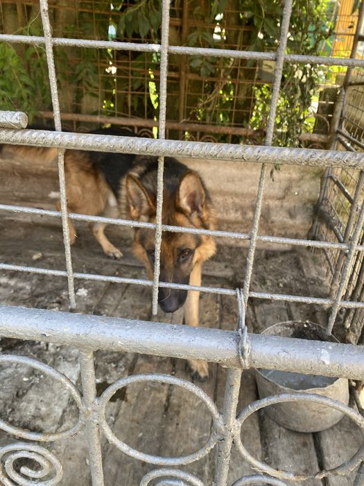 Продається Німецька вівчарка Кобель 3 Роки