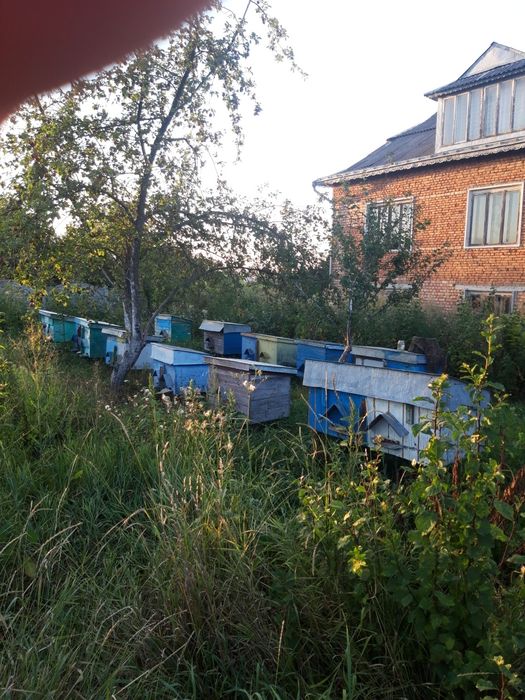 Продам вулики з сімєю