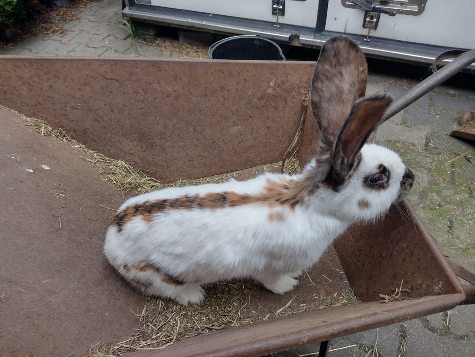 Piękna samica OST Olbrzymi Srokacz Trójbarwny