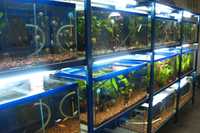 Аквариумные рыбки и аквариумные растения
