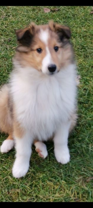 Owczarek szkocki Collie długowłosy SUNIA