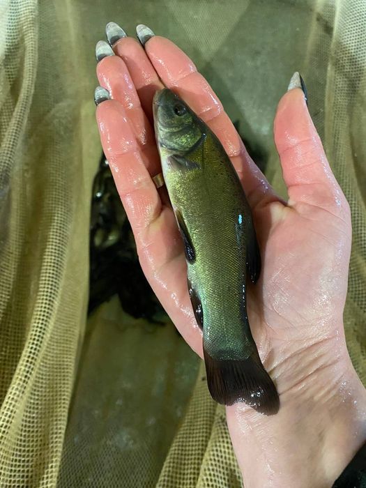 Лин це королівська рибка