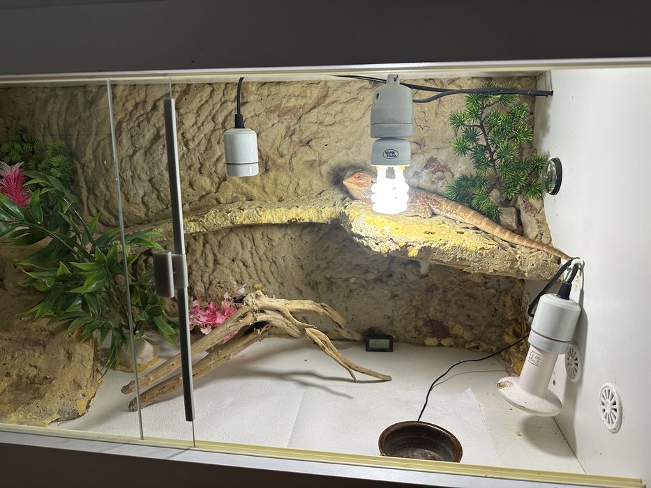 Agama brodata 2 letnia z terrarium