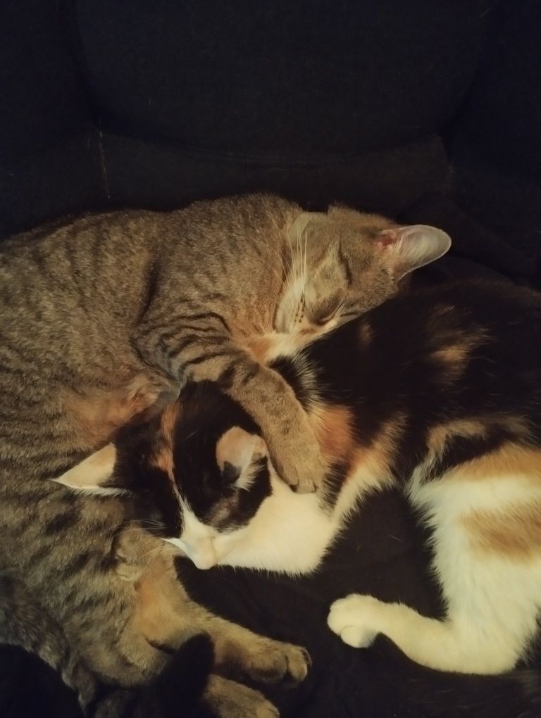 Piękna koteczka trikolor