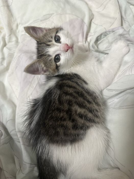 ВІДДАЮ КОШЕНЯТ тільки в добрі руки