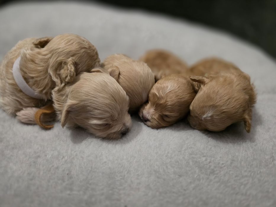 Maltipoo f1  xss piesek do rezerwacji!!!