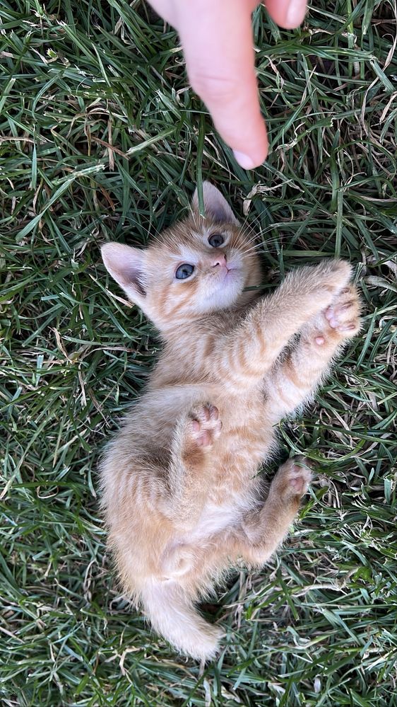 Віддаємо кошенят в добрі руки. Котики/киця/кіт/кошеня