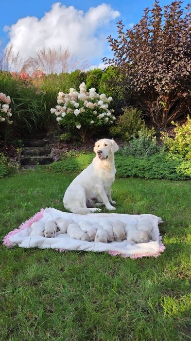 Golden Retriever Piesek