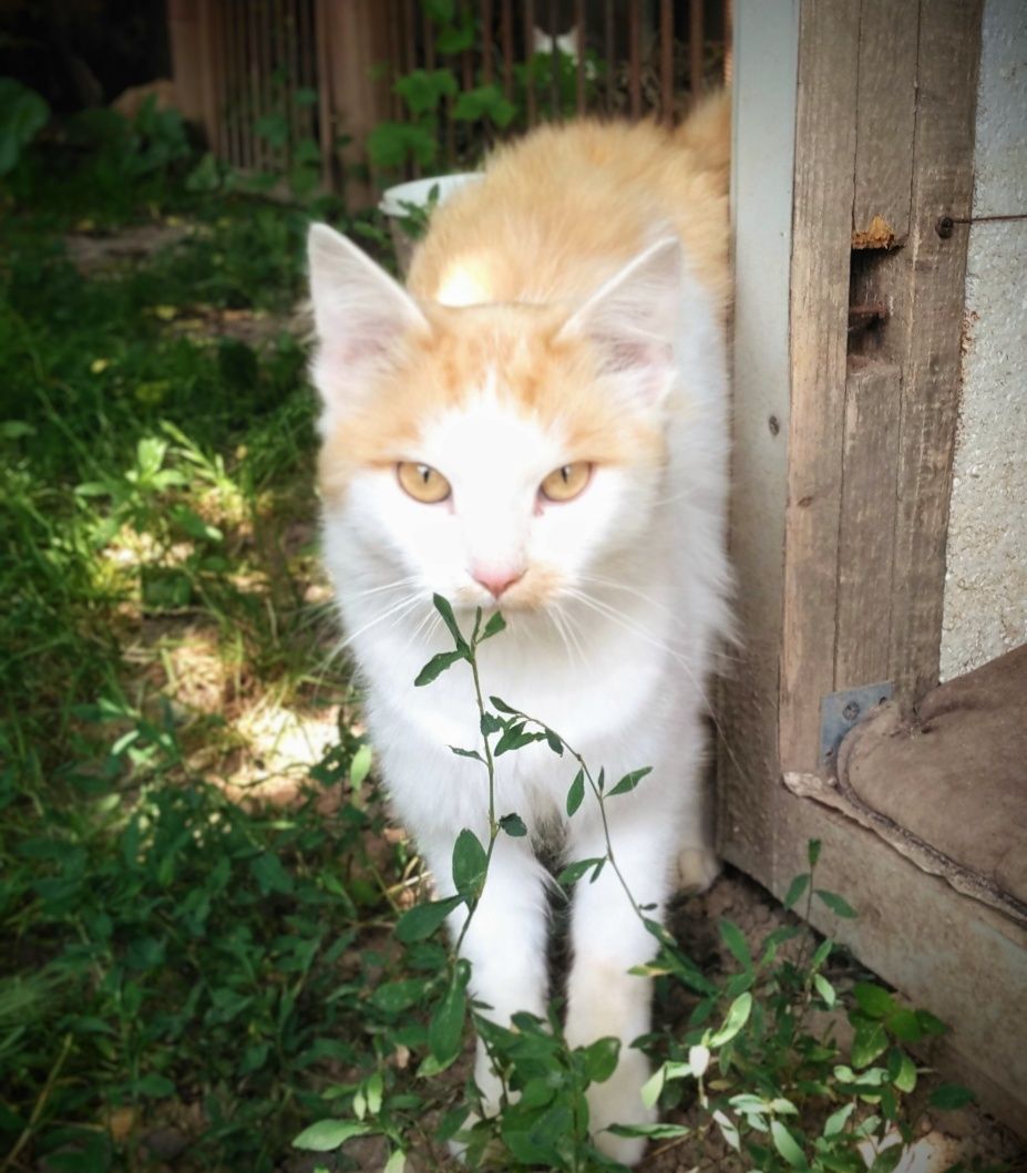 Котик Лукас шукає дім