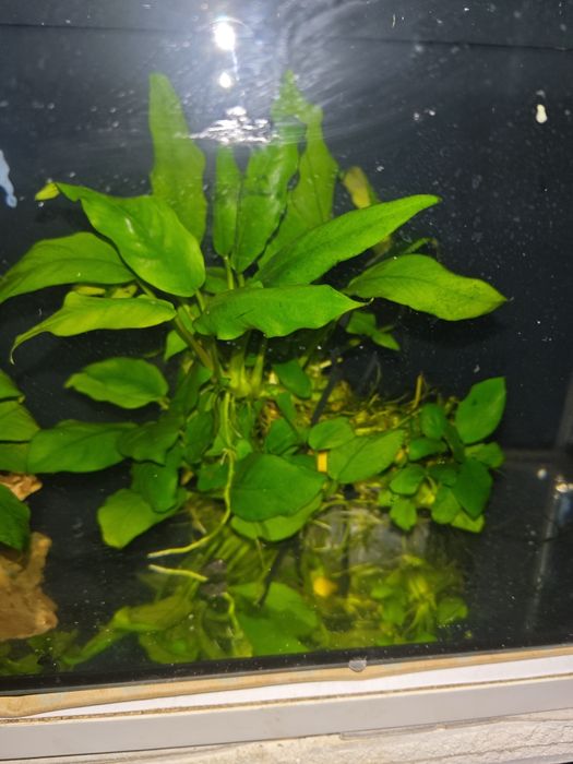 Aniubias roślinka akwariowa