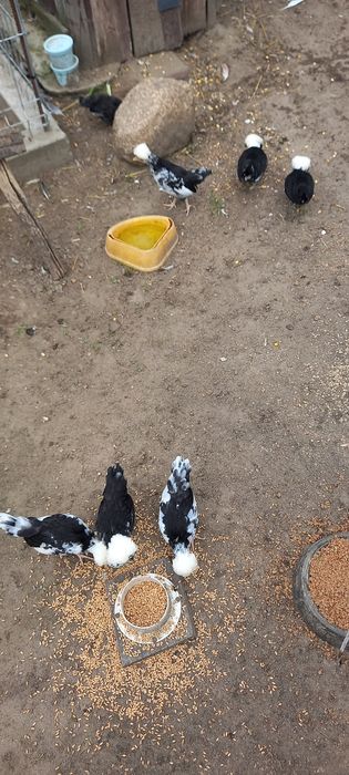 Sprzedam Białogłowki