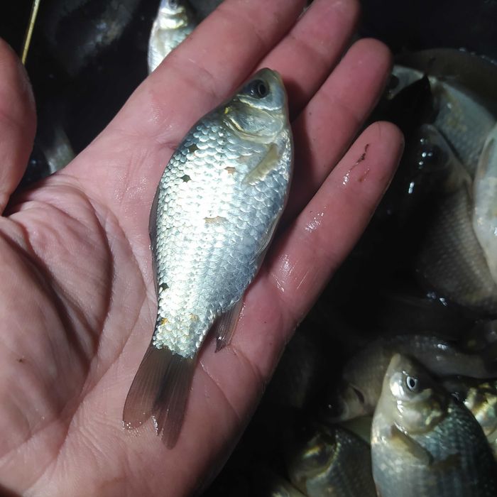 Karaś, japoniec, bękart