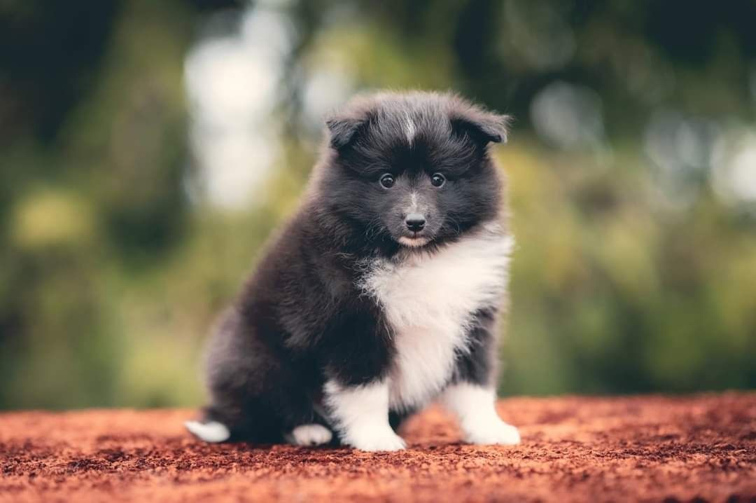 Owczarek Szetlandzki Bicolor