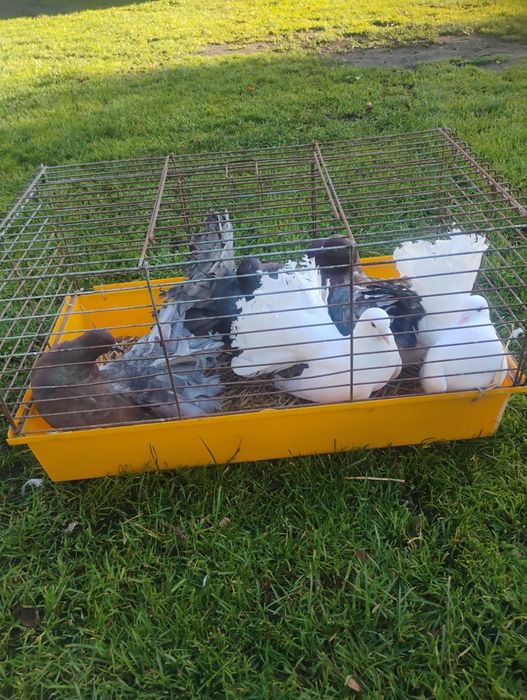 Sprzedam gołębie,Pawiki