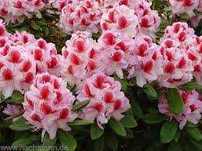 Rhododendron-Różanecznik Hachmann's Charmant' 40-50 cm cena 55 zł