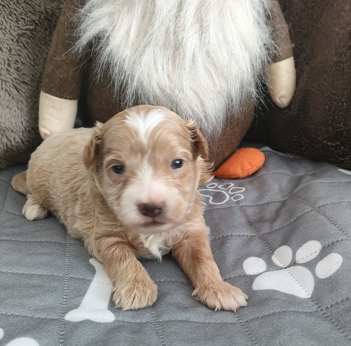 Prześliczny piesek Maltipoo f1