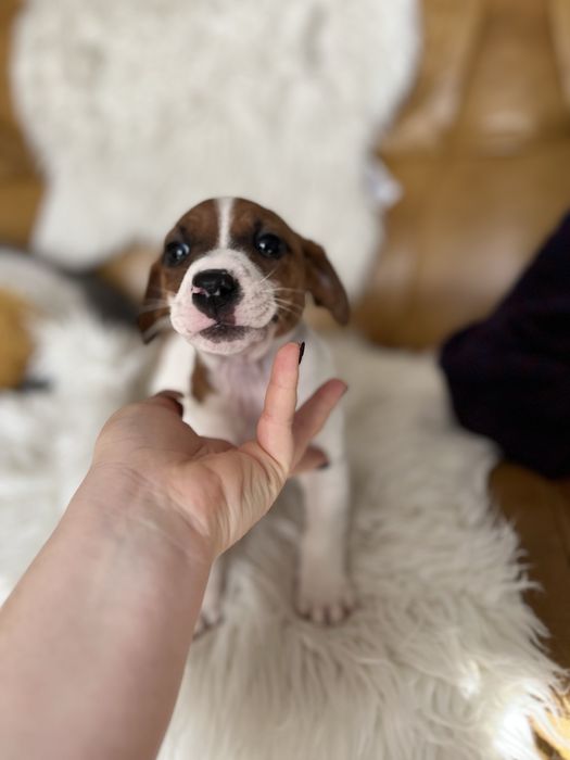 Jack Russell Terrier szczeniak- pies