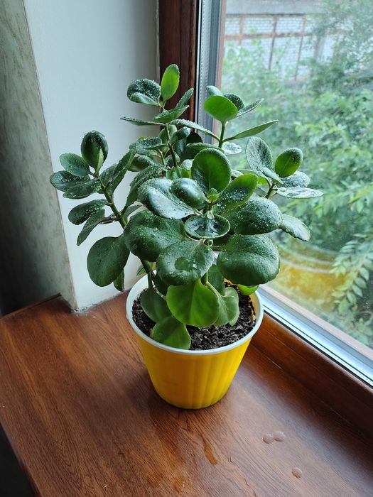 Сансев'єрії, хлорофітуми. У них очищувальні, противірусні властивості.