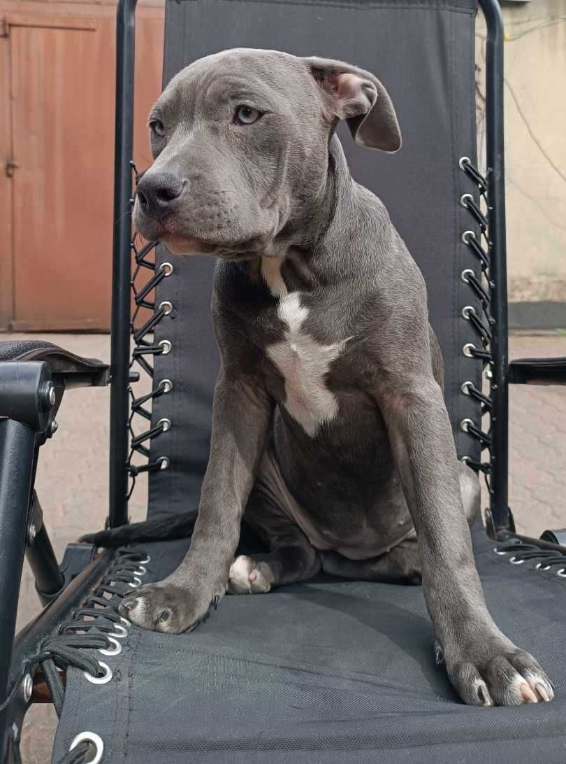 American Bully ABKC szczeniak suczka