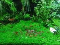 Plantas Aquáticas