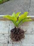 Funkia hosta 15 sadzonek w doniczkach zestaw