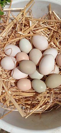 Ovos biológicos de galinha e pata