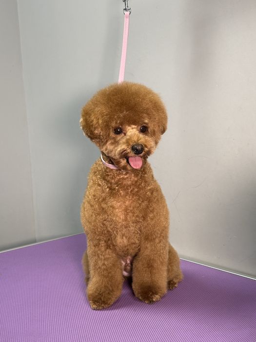 Грумінг собак та котів в салоні «Pluto & Co.» М. Лівобережна