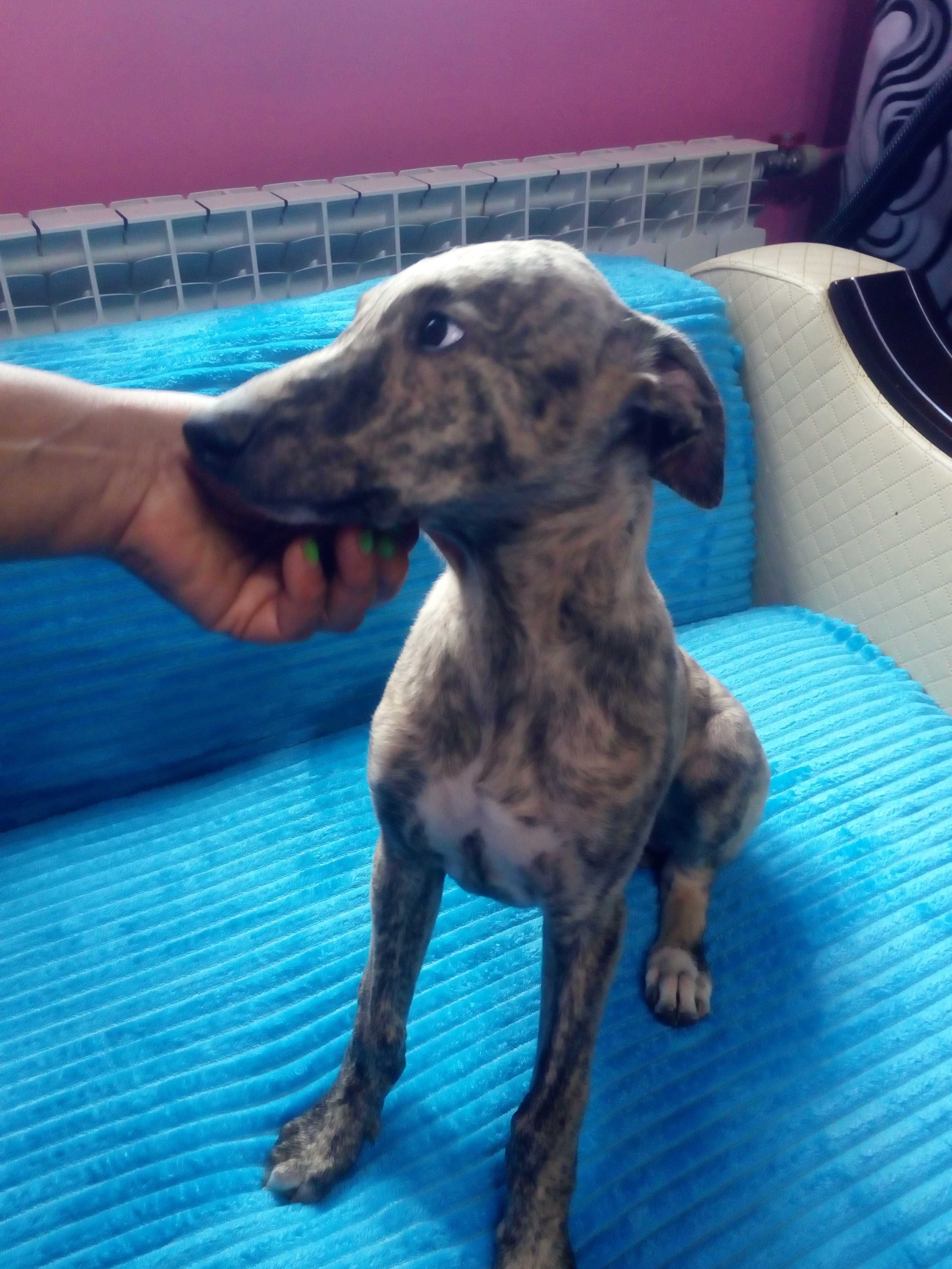 Chart Angielski Whippet.  piesek