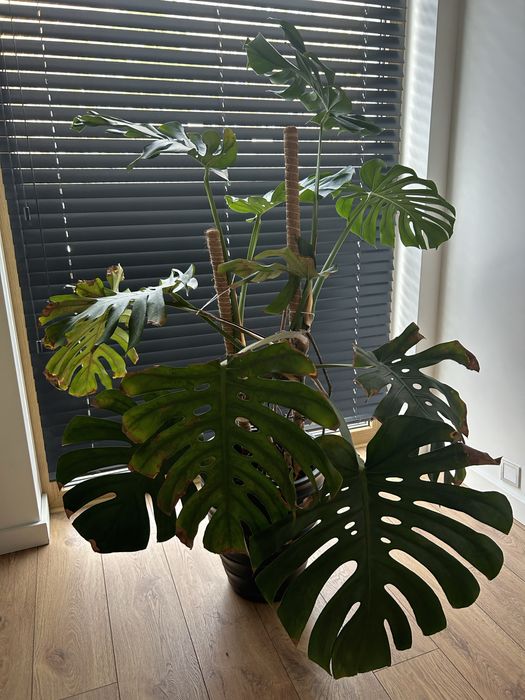 Kwiat Monstera Deltoides