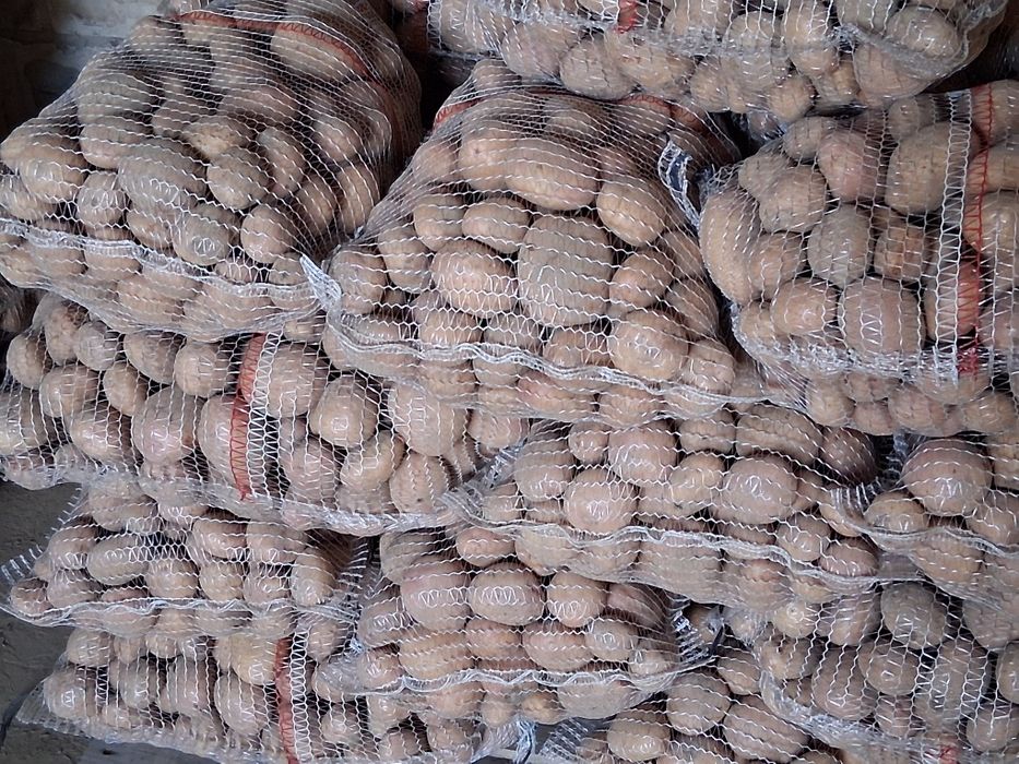 Sprzedam ziemniaki jadalne irga catania noya ignacy