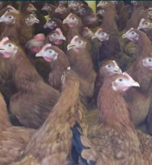 Kury Rosa Leghorn Dominant Lohman Greenshel