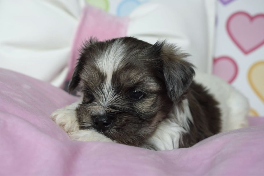 Biewer Terrier Blueberry cudny maluszek merle