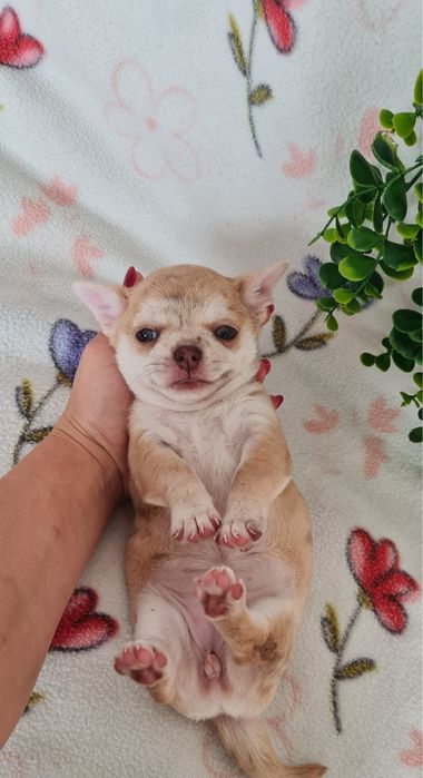 Excelente menina mini chihuahua/chiuaua linhagem Russa.Qualid
