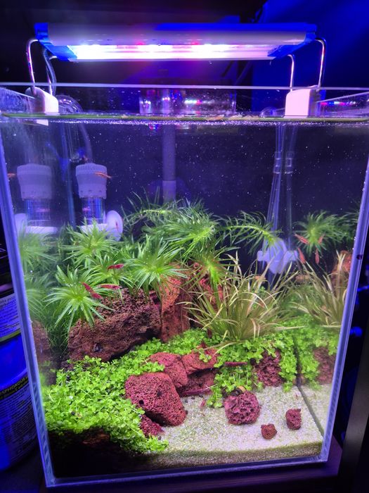 Akwarium Krewetkarium 10l z życiem 20x20x25cm komplet optiwhite