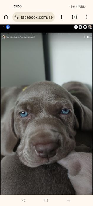 Szczenię wyżeł weimarski