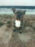 Buldog Francuski