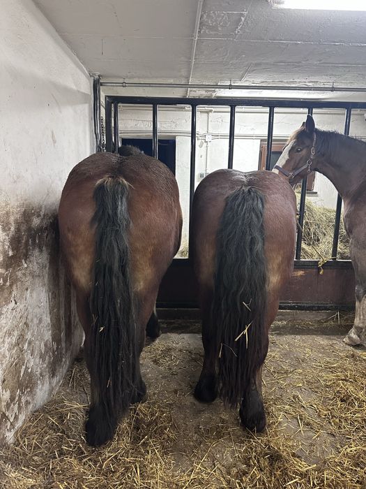 Klacze zimnokrwiste 2,5 letnie