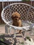 Cavapoo sunia  red