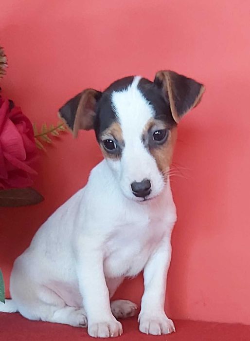 Jack Russel Terrier chłopak nr. 2
