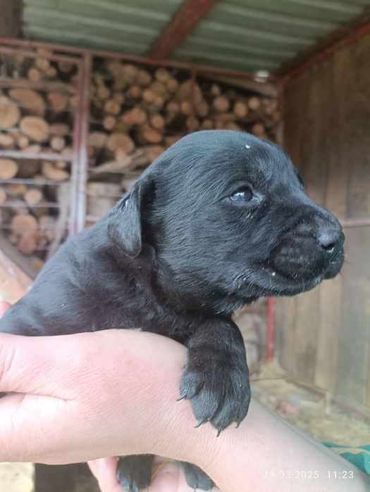 Продам цуценят лабрадора