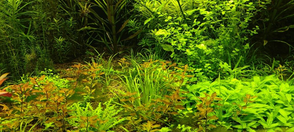 Rośliny do akwarium z przycinki.