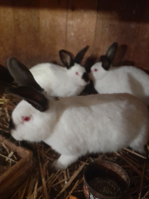 Samce kalifornia mieszane srokacze