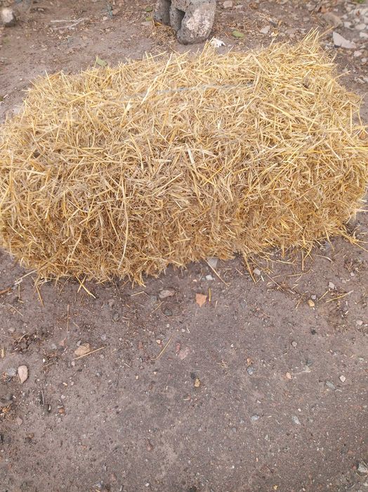 Продам ячневую и пшеничную солому