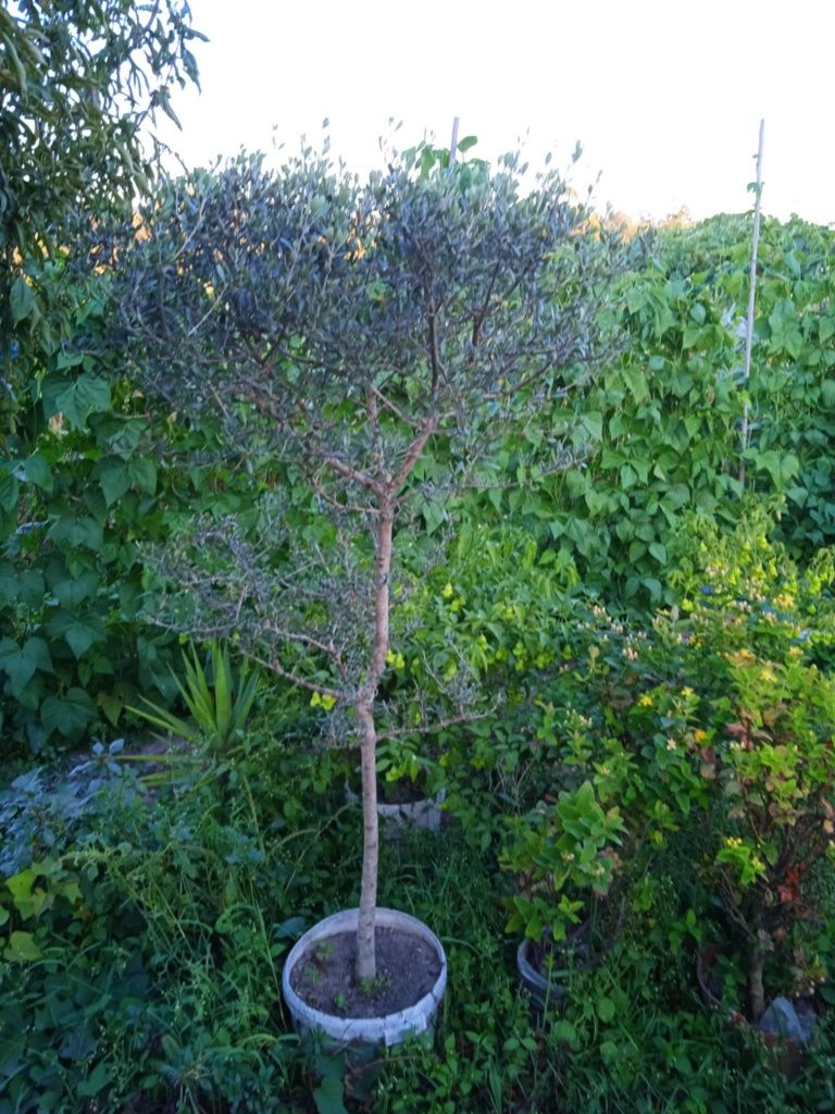 Oliveira bonita para jardim ou em vaso grande