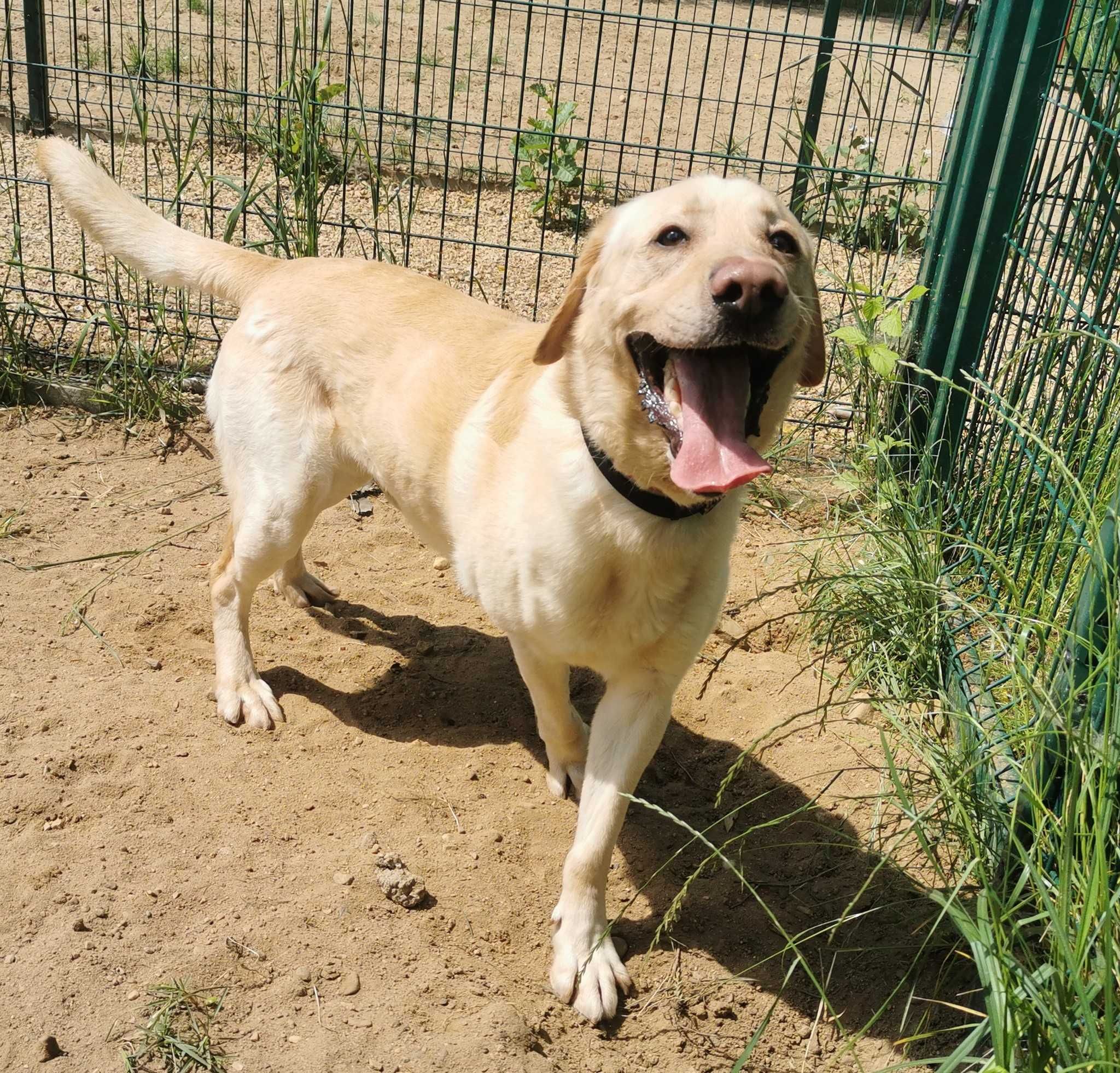 Texas w typie labrador retrievera - schronisko