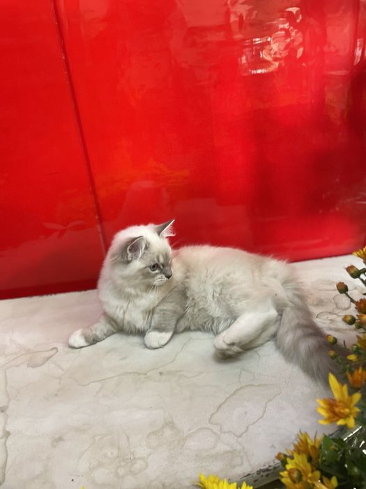 Регдолл, котёнок, кот, Ragdoll