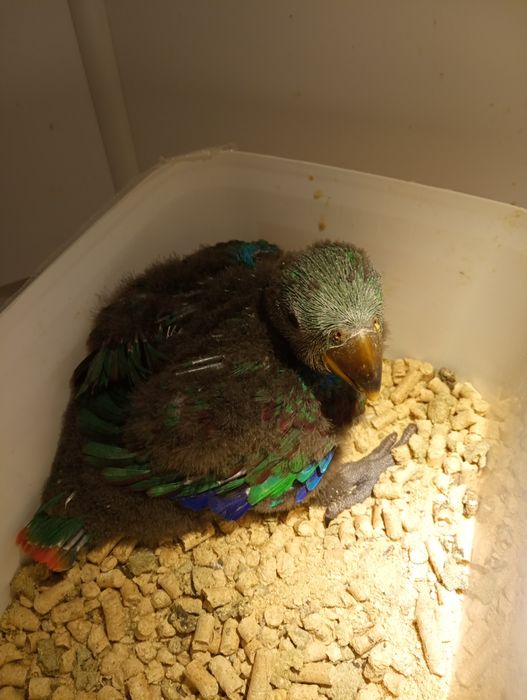 Papagaio ecletus para acabar de criar a mão